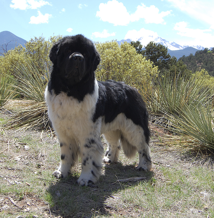 Thor photo 3